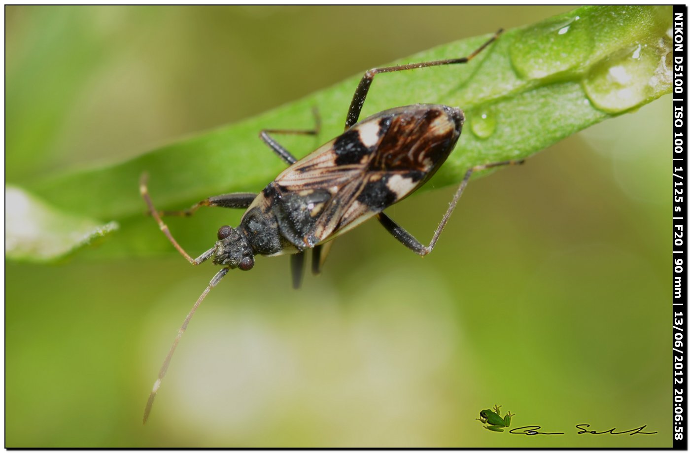 Miridae? No, Lygaeidae: Beosus maritimus della Sardegna
