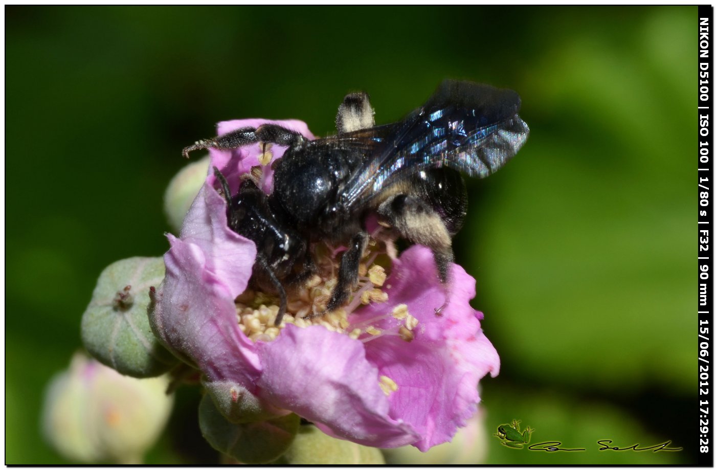 Xylocopa violacea?