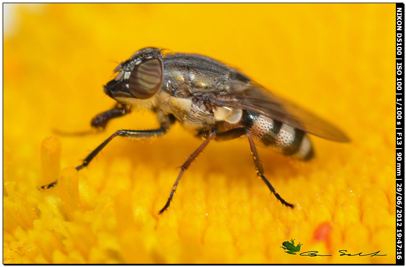 Stomorhina lunata