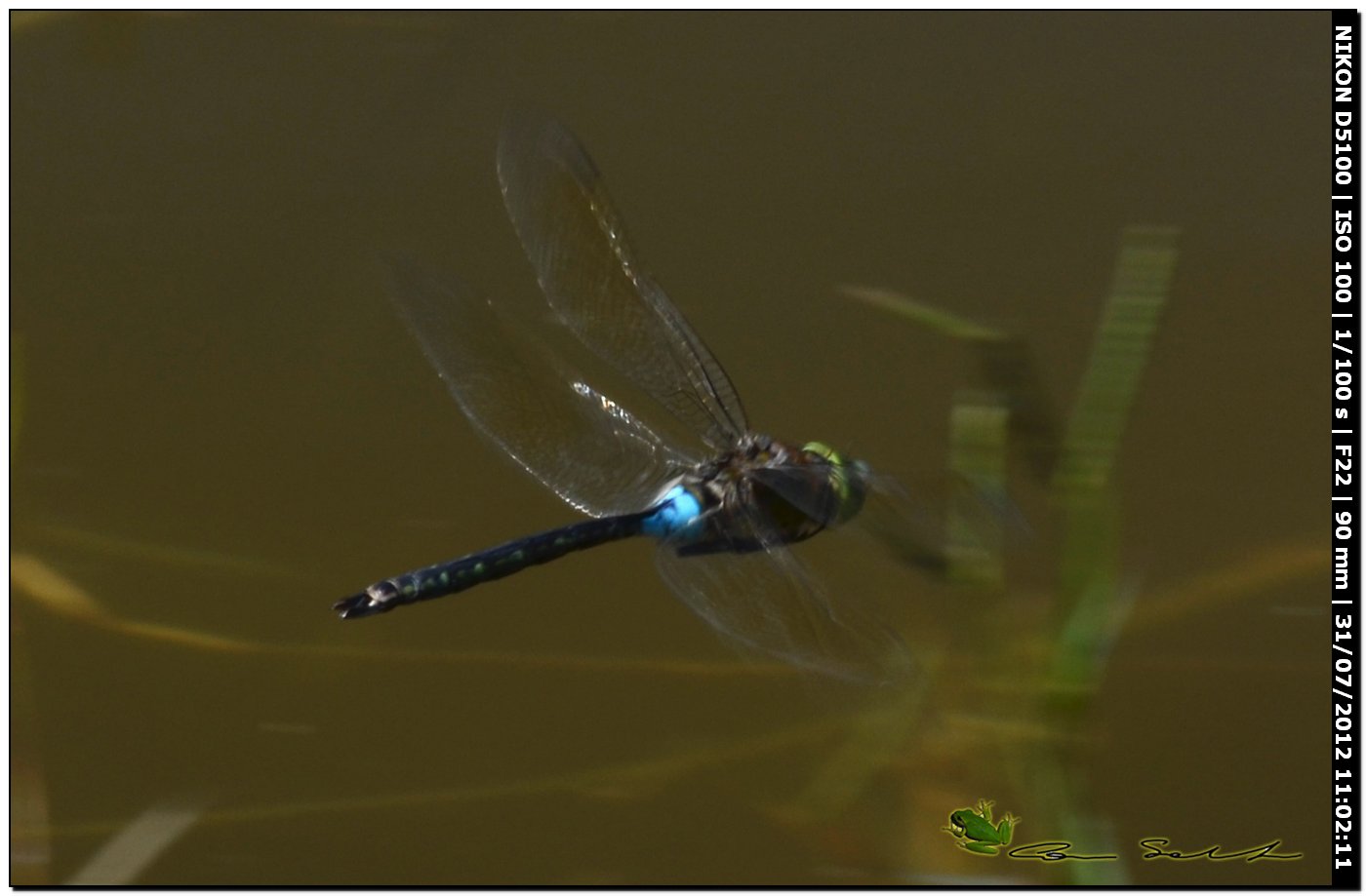 Anax parthenope