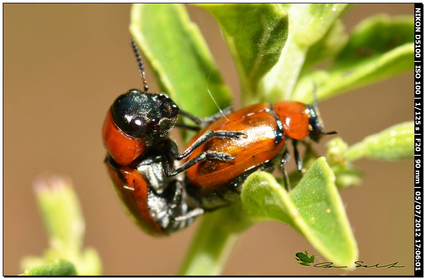 Chrysomelidae? - s�, Coptocephala raffrayi