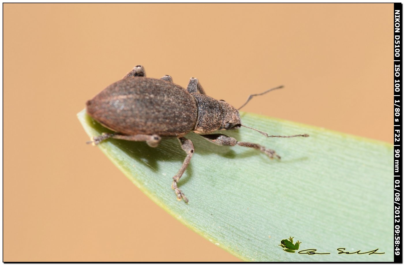 Coelositona cambricus ( cf ). No. Brachyderes grisescens