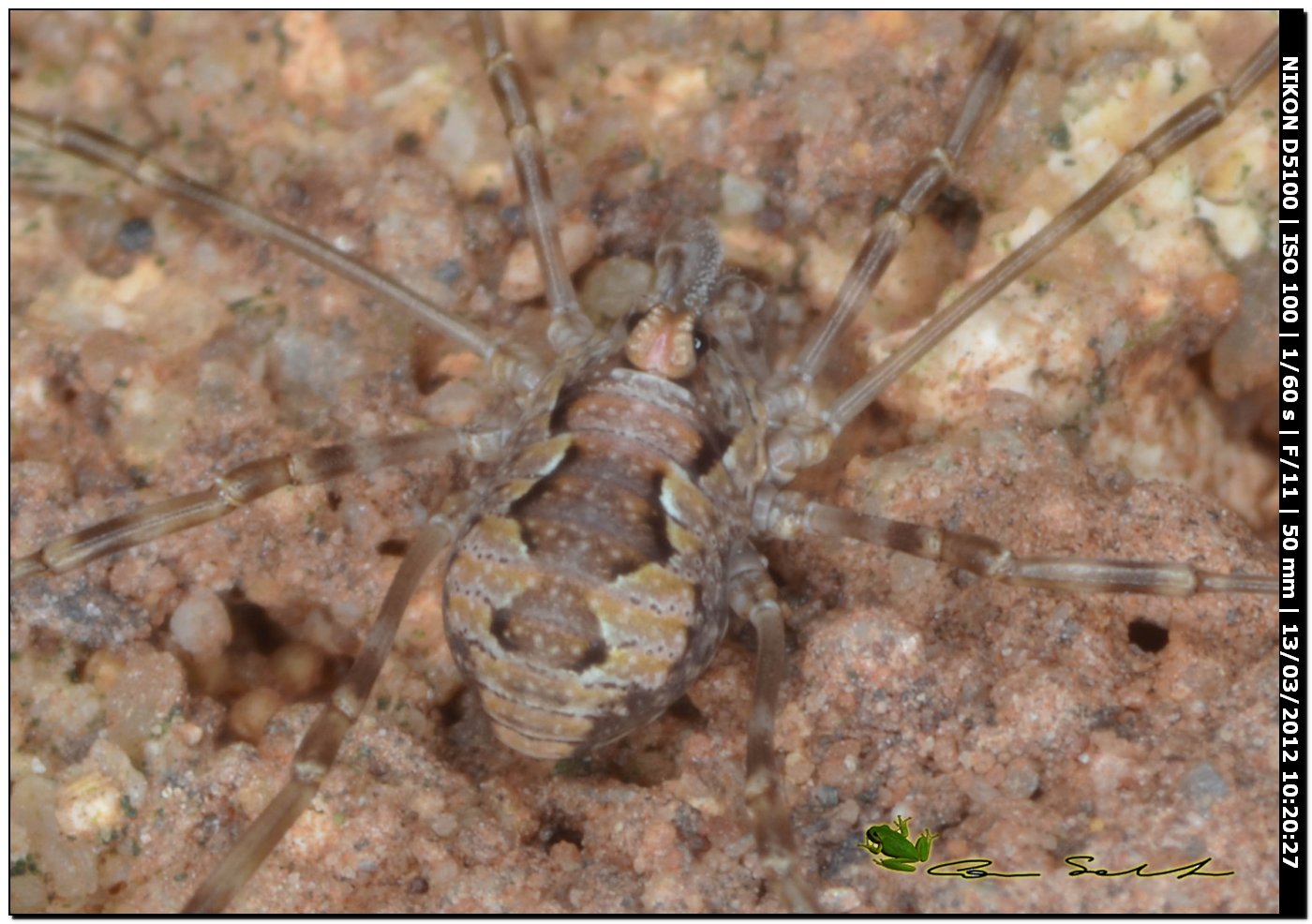 Phalangium targionii (m) da Porto Ferro No 46