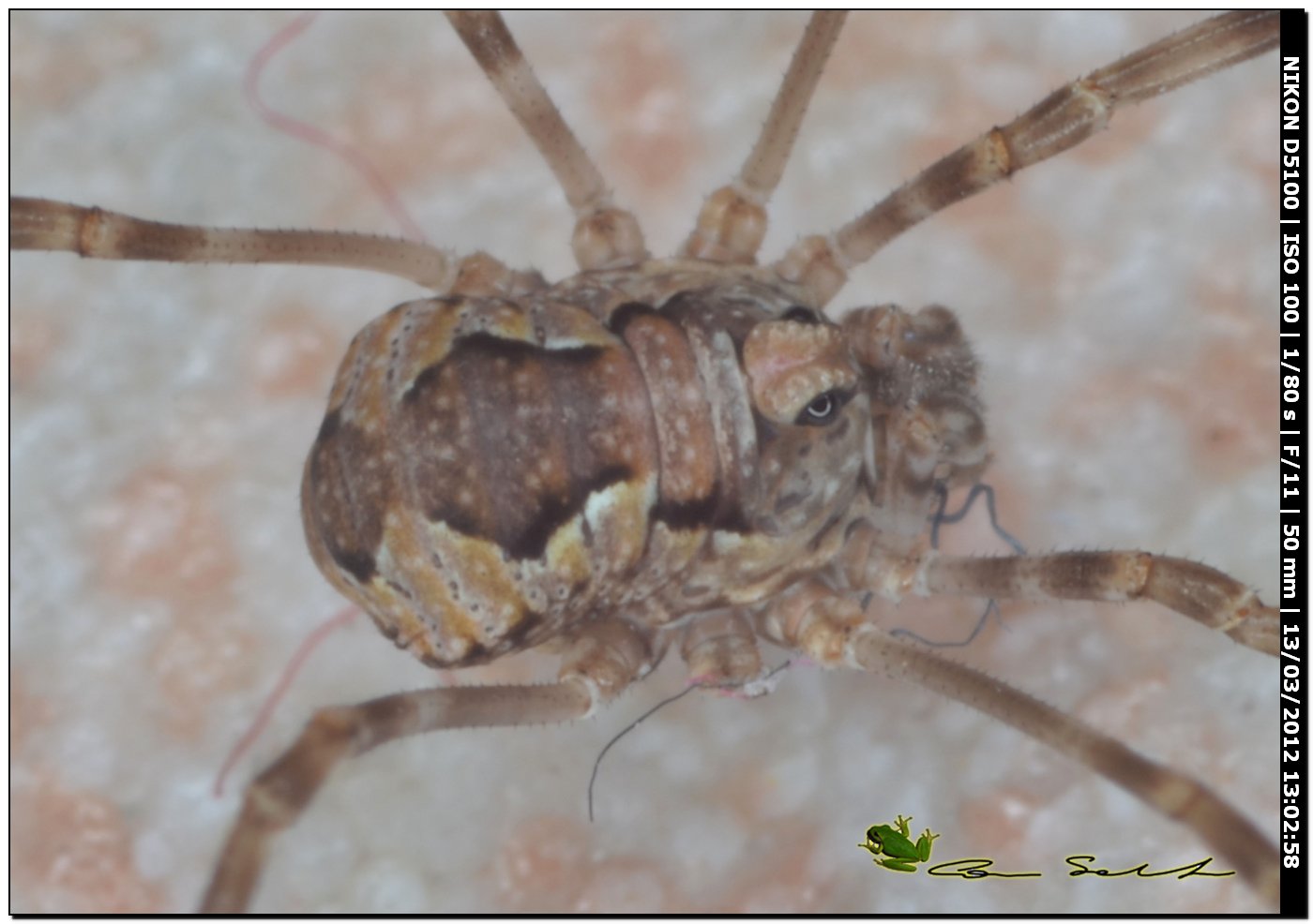 Phalangium targionii (m) da Porto Ferro No 46