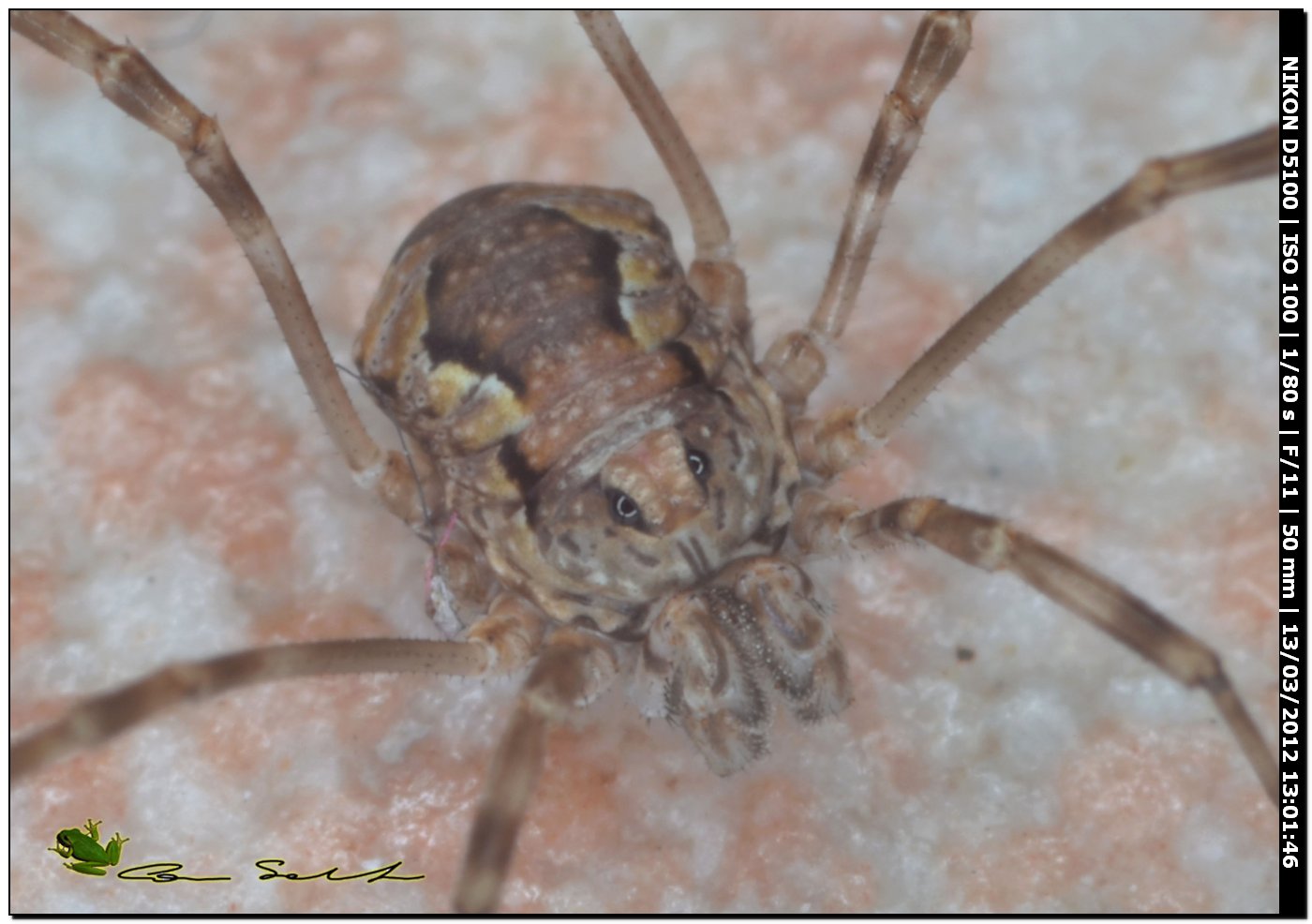 Phalangium targionii (m) da Porto Ferro No 46