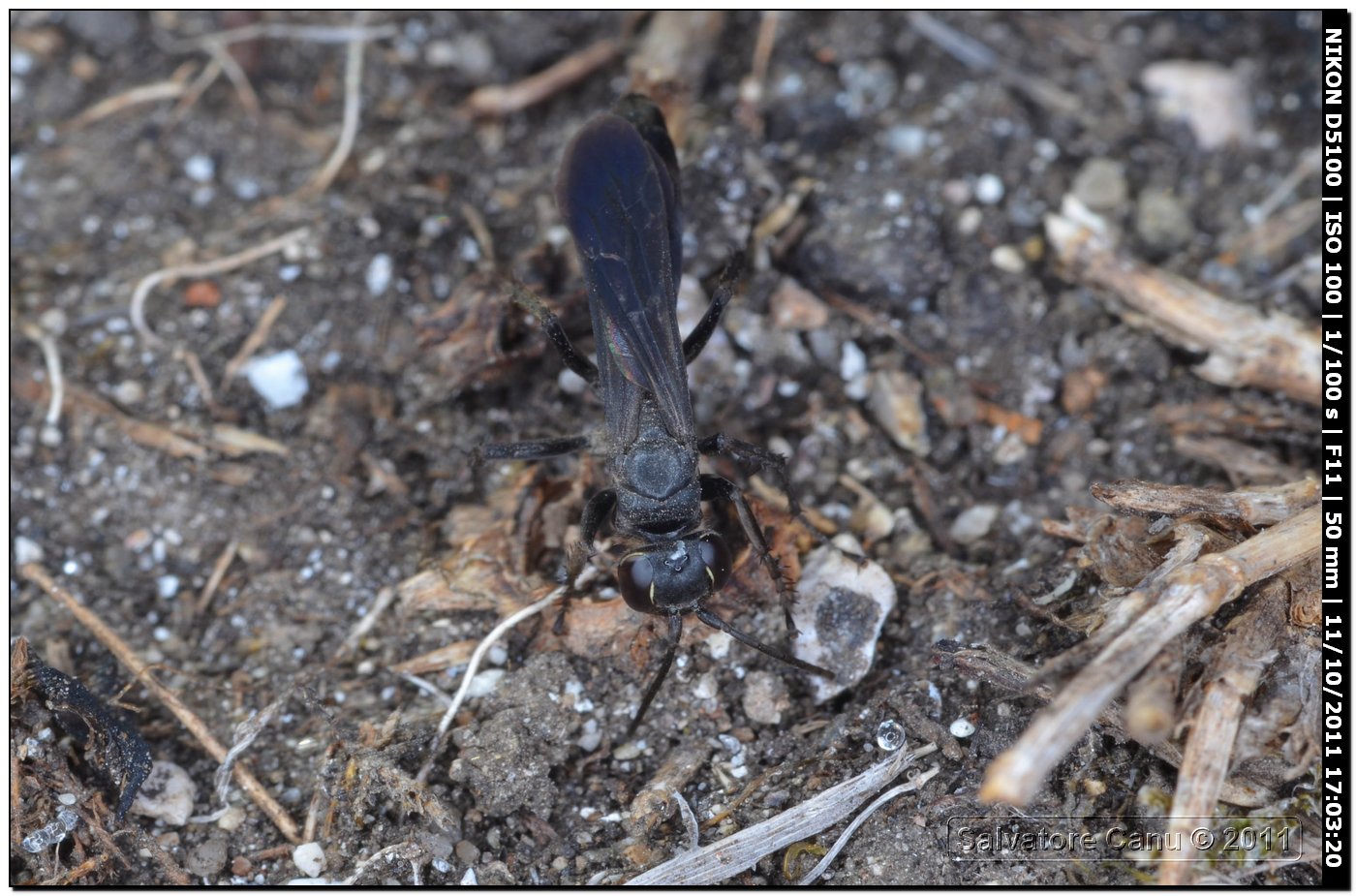 Pompilidae