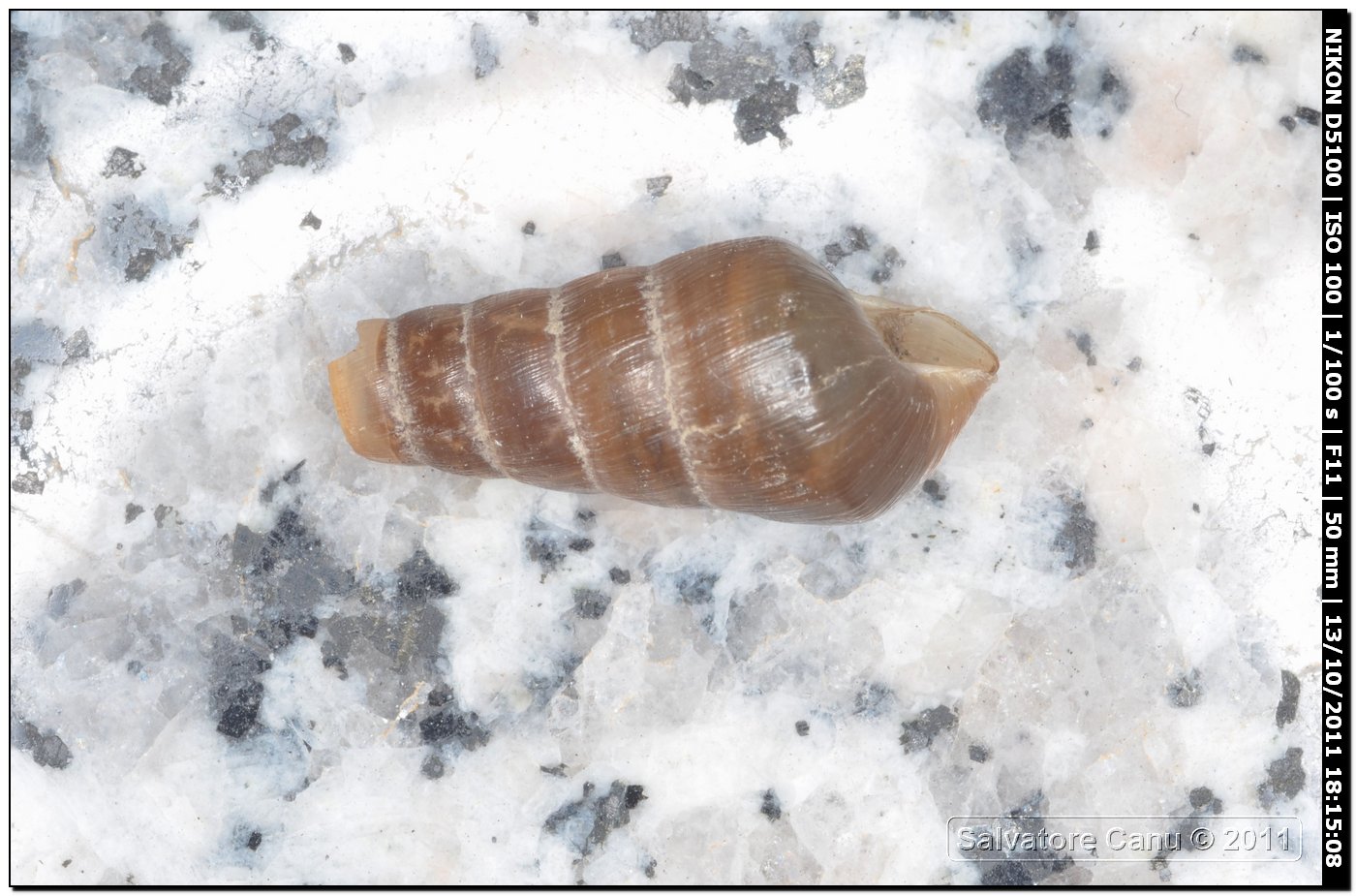 Rumina decollata