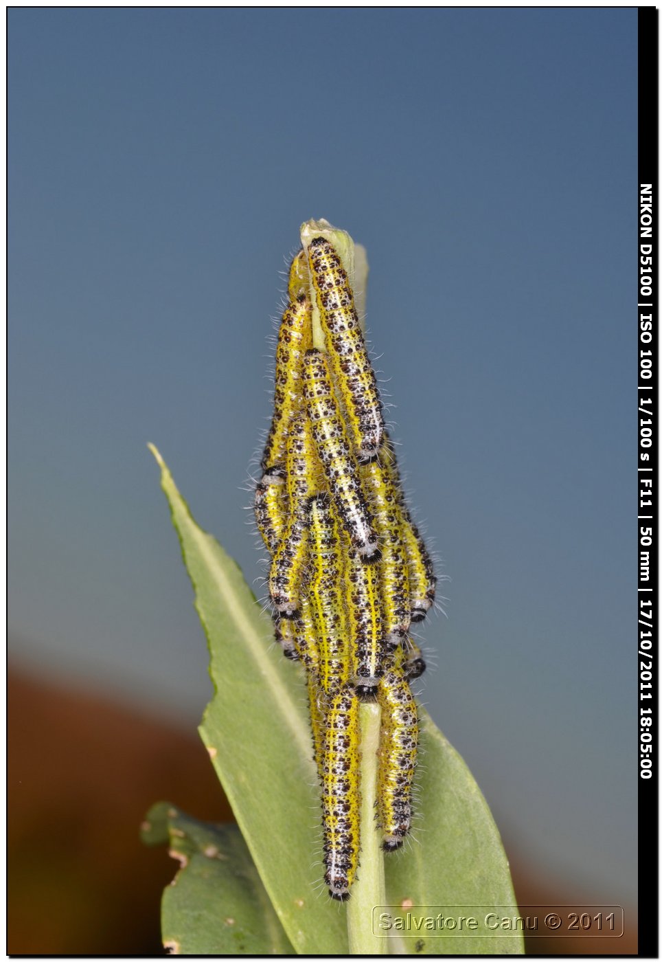 Bruchi di Pieris brassicae