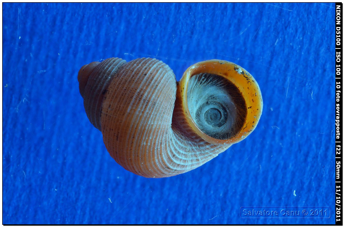 Immagini inpilate o Focus stacking