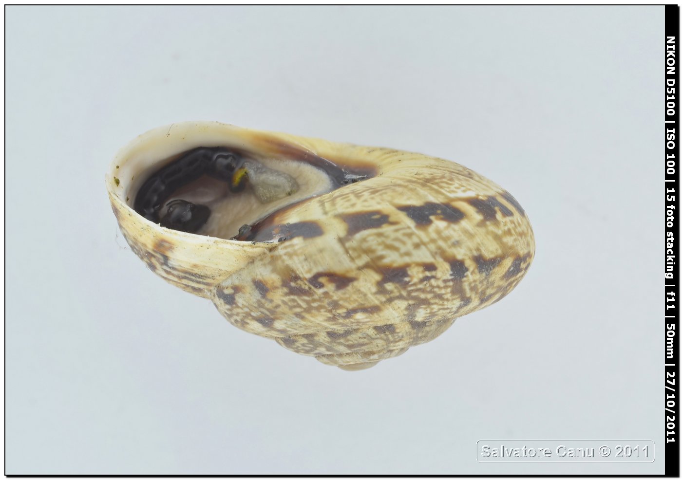 Marmorana serpentina