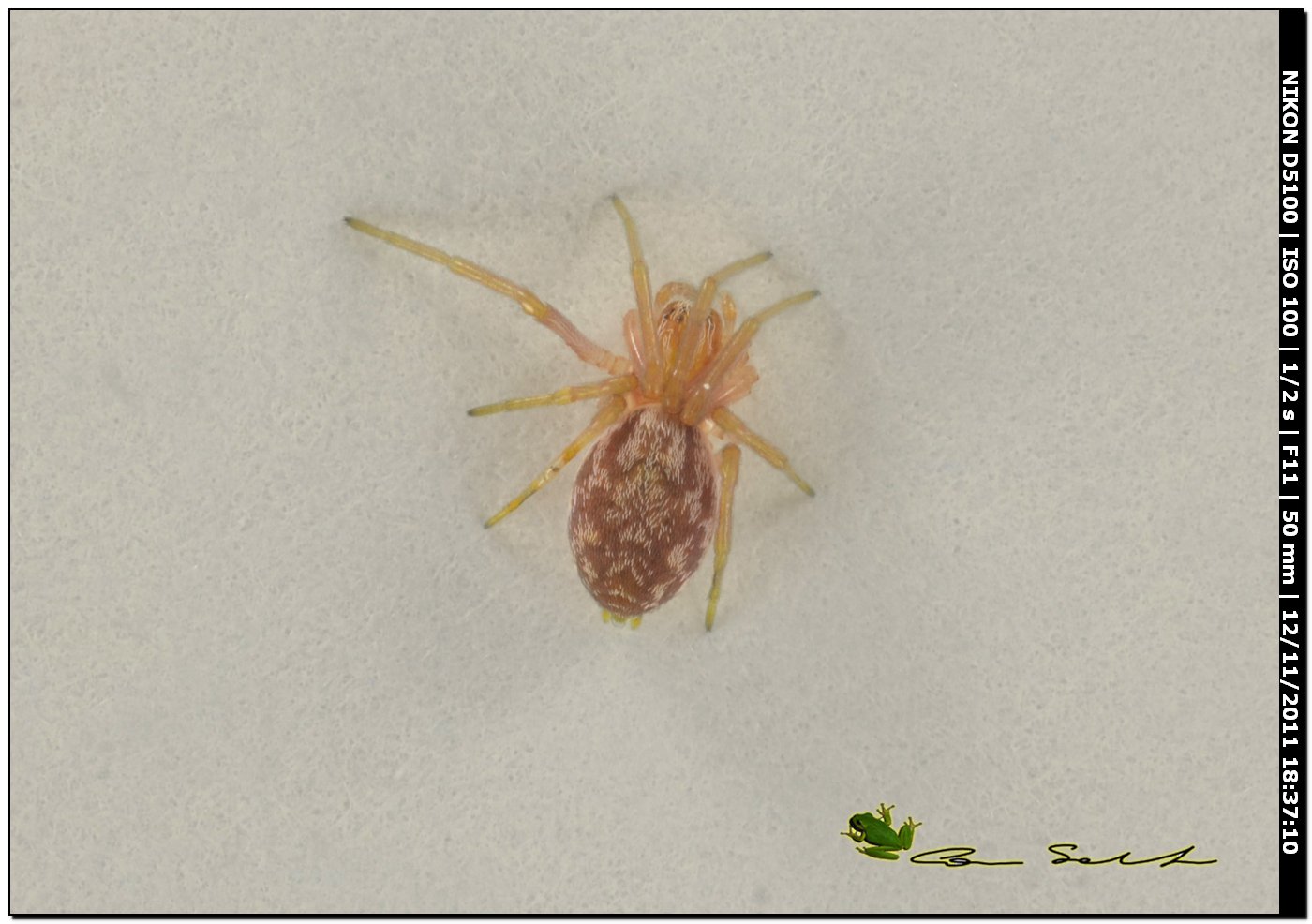 Nigma sp. di colore insolito