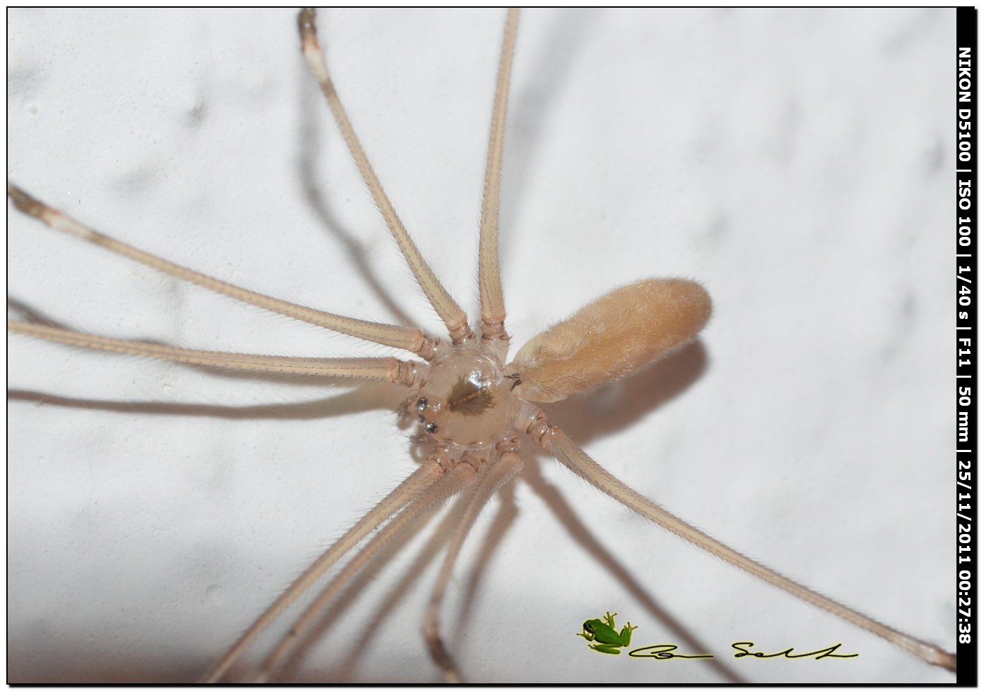 Pholcus Phalangioides (Pholcidae)