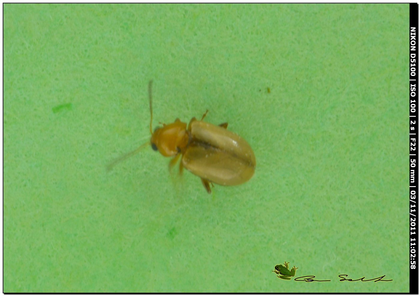 Lythraria salicariae. Crisomelide Alticino