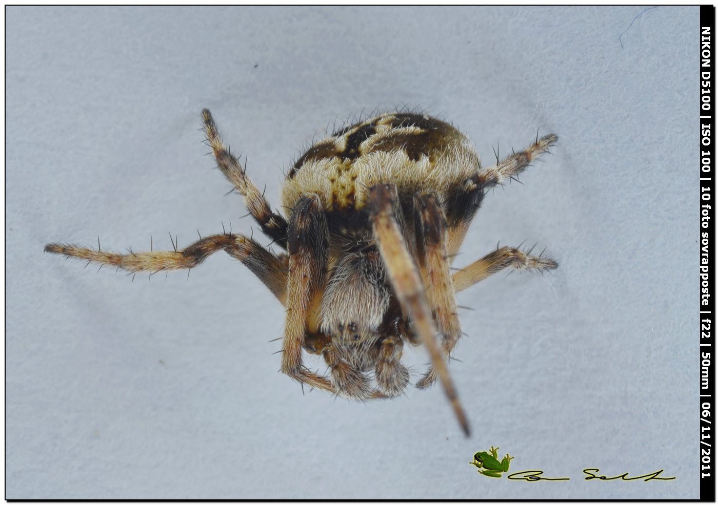 Agalenatea redii