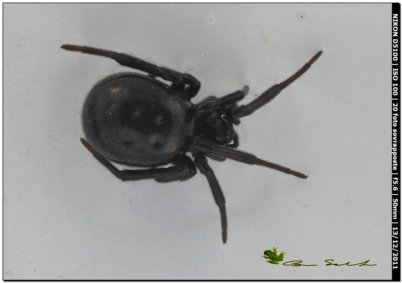 Steatoda paykulliana