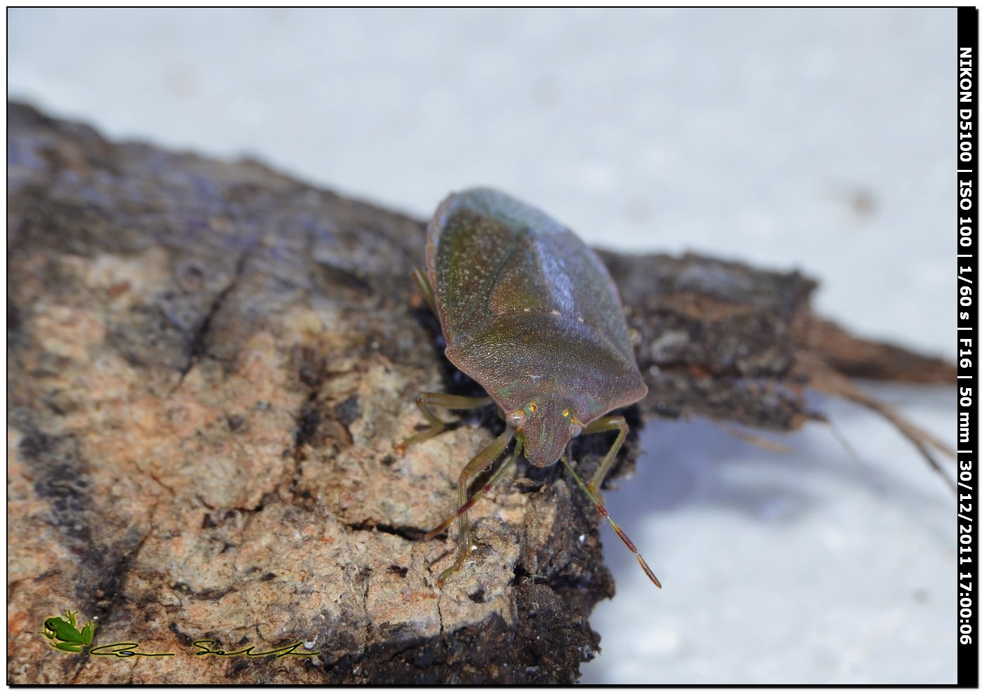 Pentatomidae: Nezara viridula 