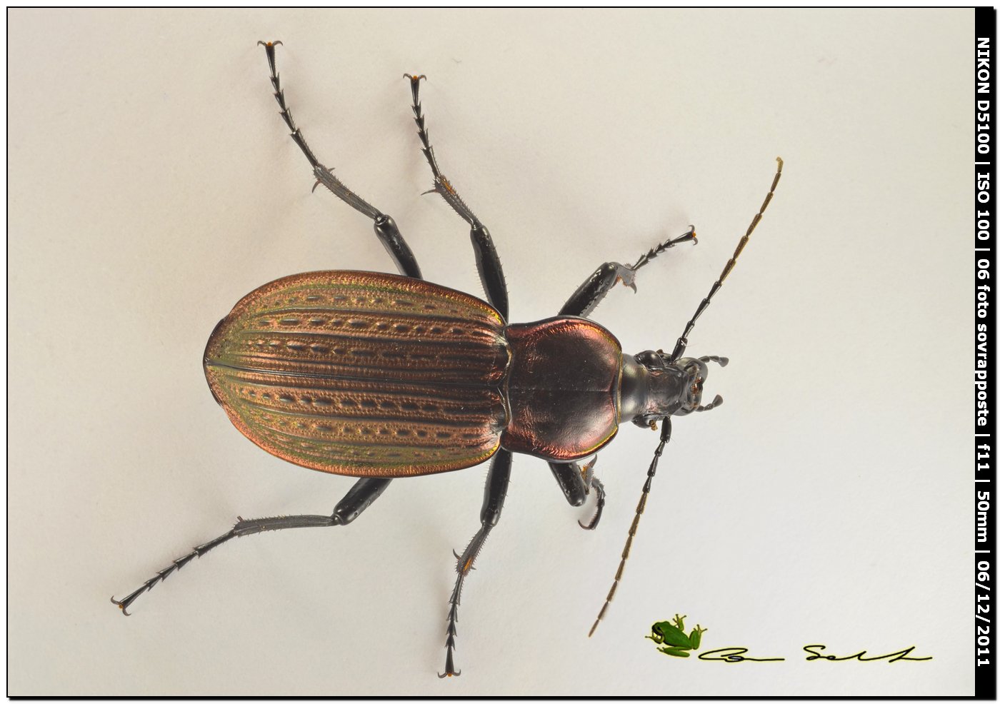 Carabus morbillosus constantinus