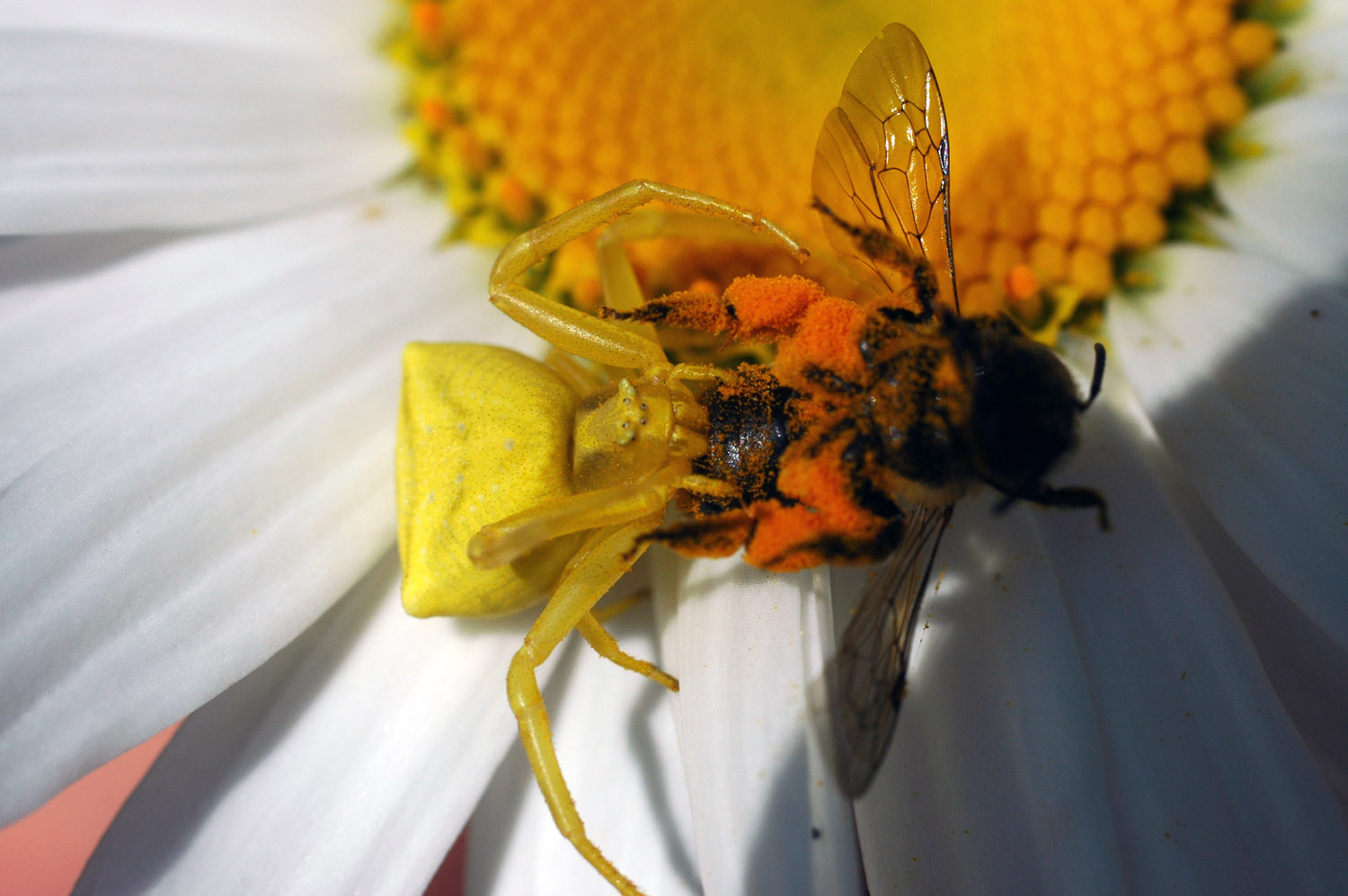 Thomisus onustus