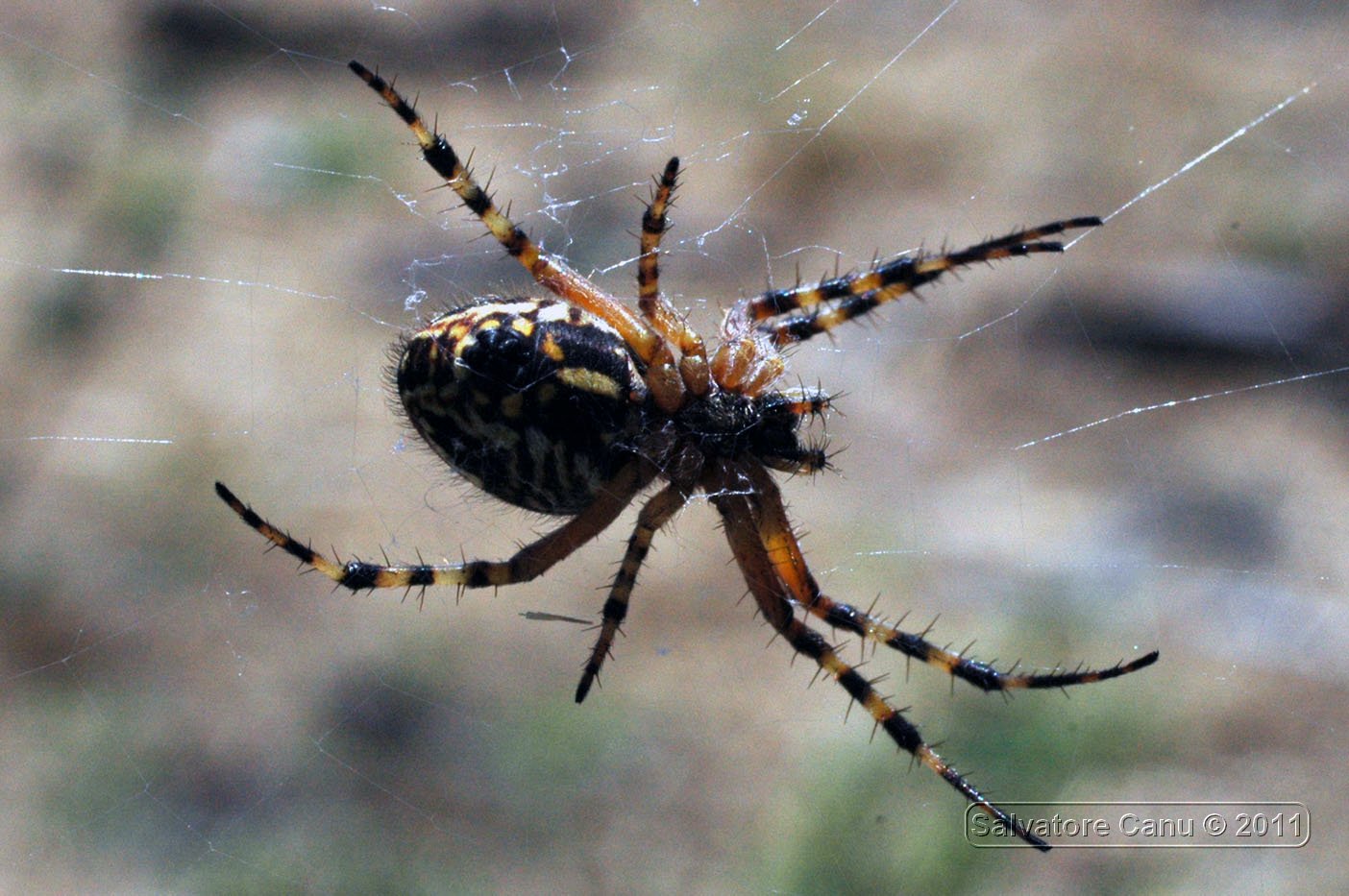 Aculepeira armida