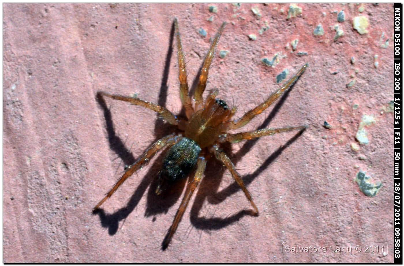 Lycosoides coarctata