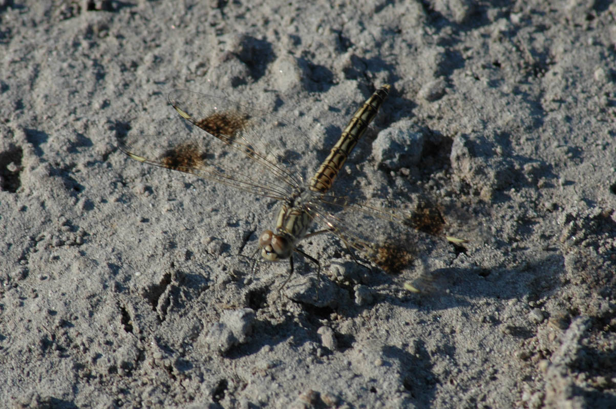 libellulla quadrimaculata?? - Brachythemis impartita