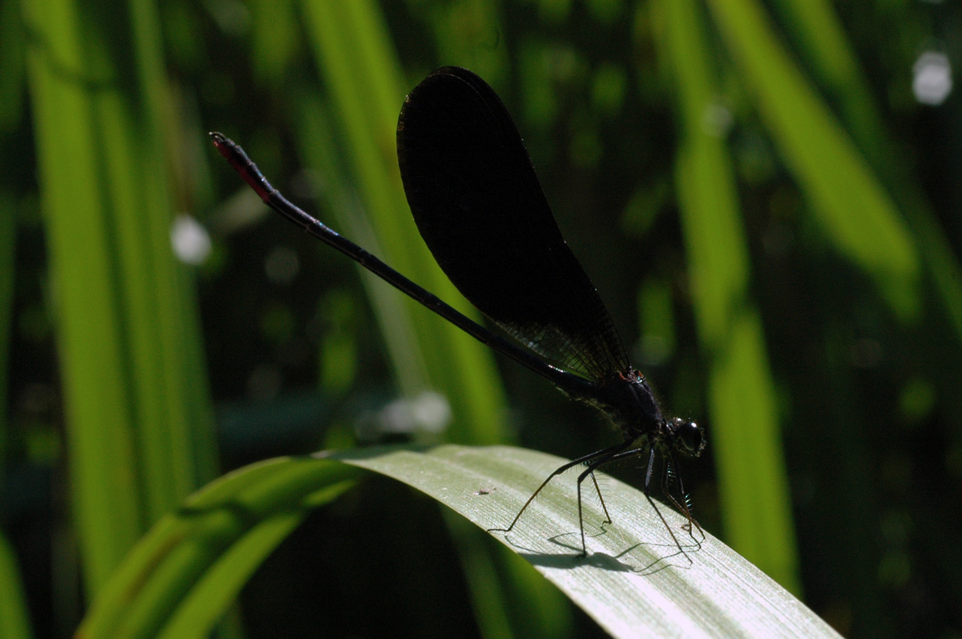 Calopterix da ID