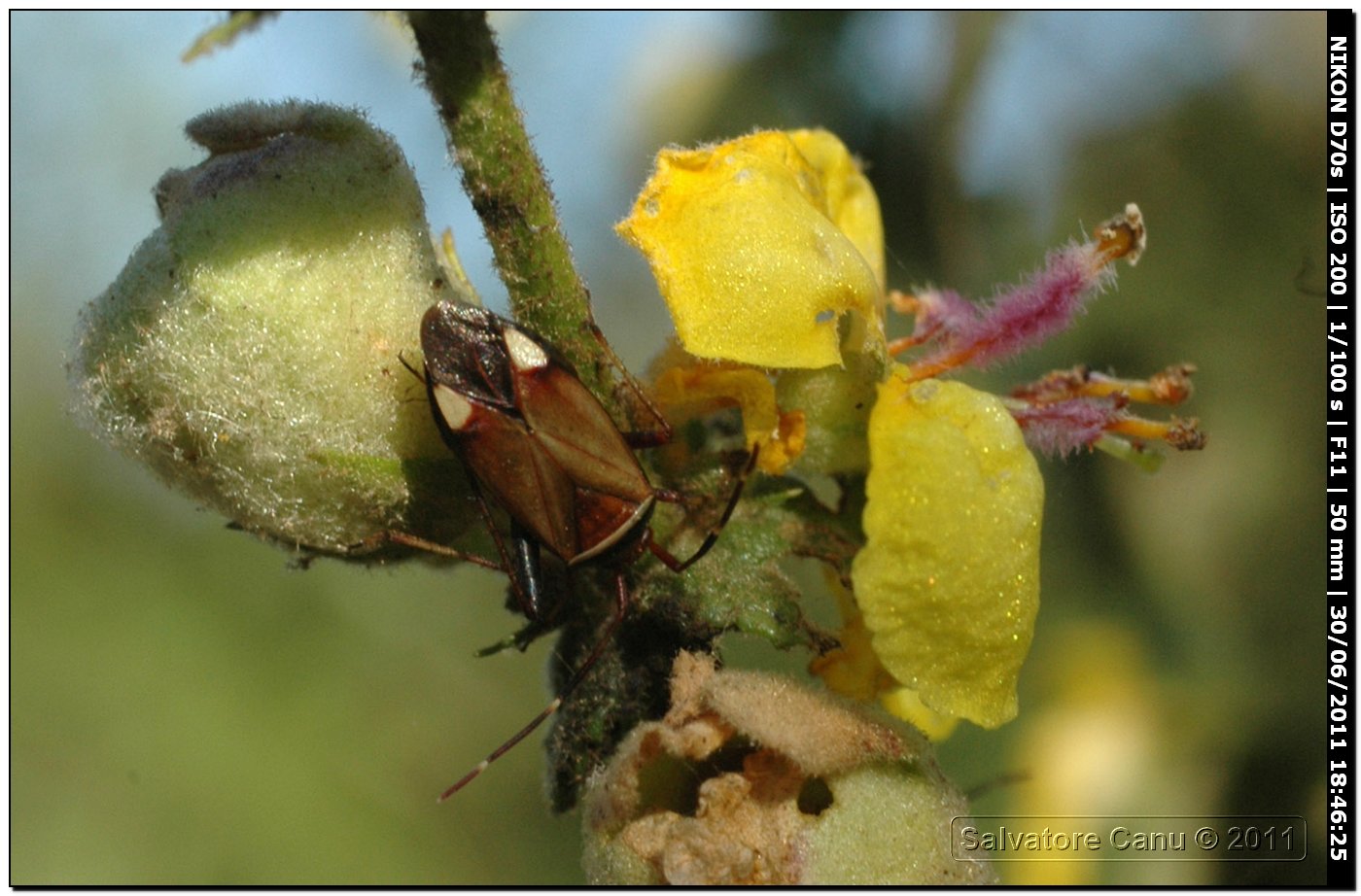 Miridae: Adelphocoris vandalicus di Sardegna (SS)