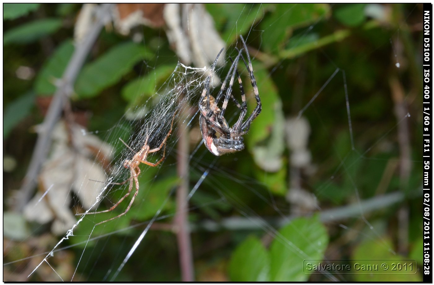 Argiope bruennichi (muta)