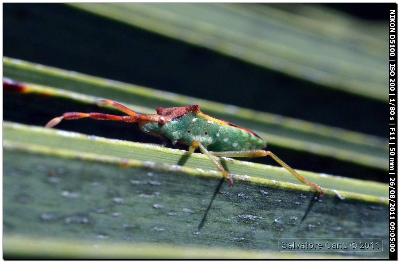 Coreidae: Gonocerus juniperi di Sardegna (SS)