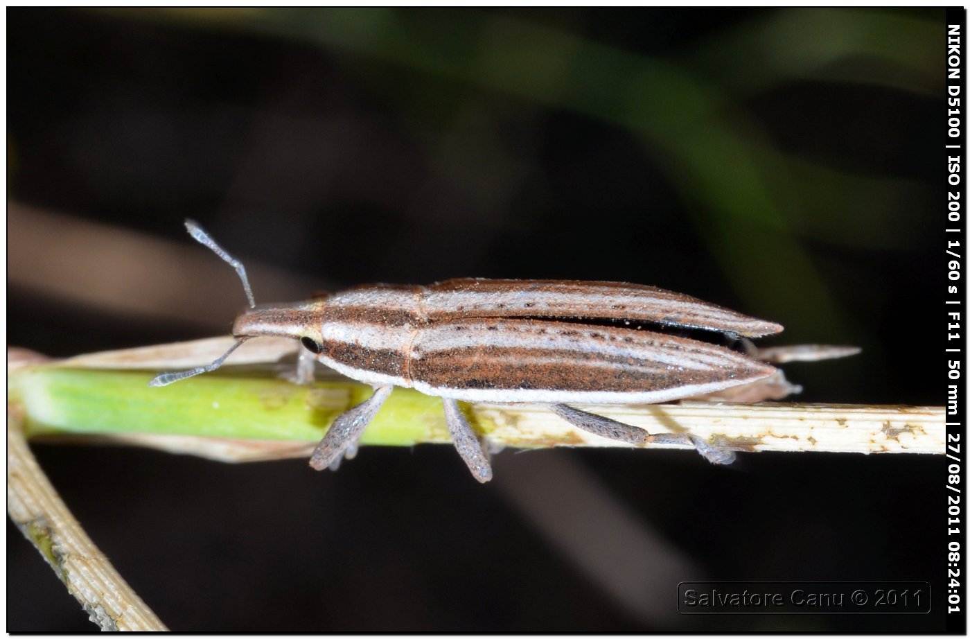 Lixus (Compsolixus) anguinus?