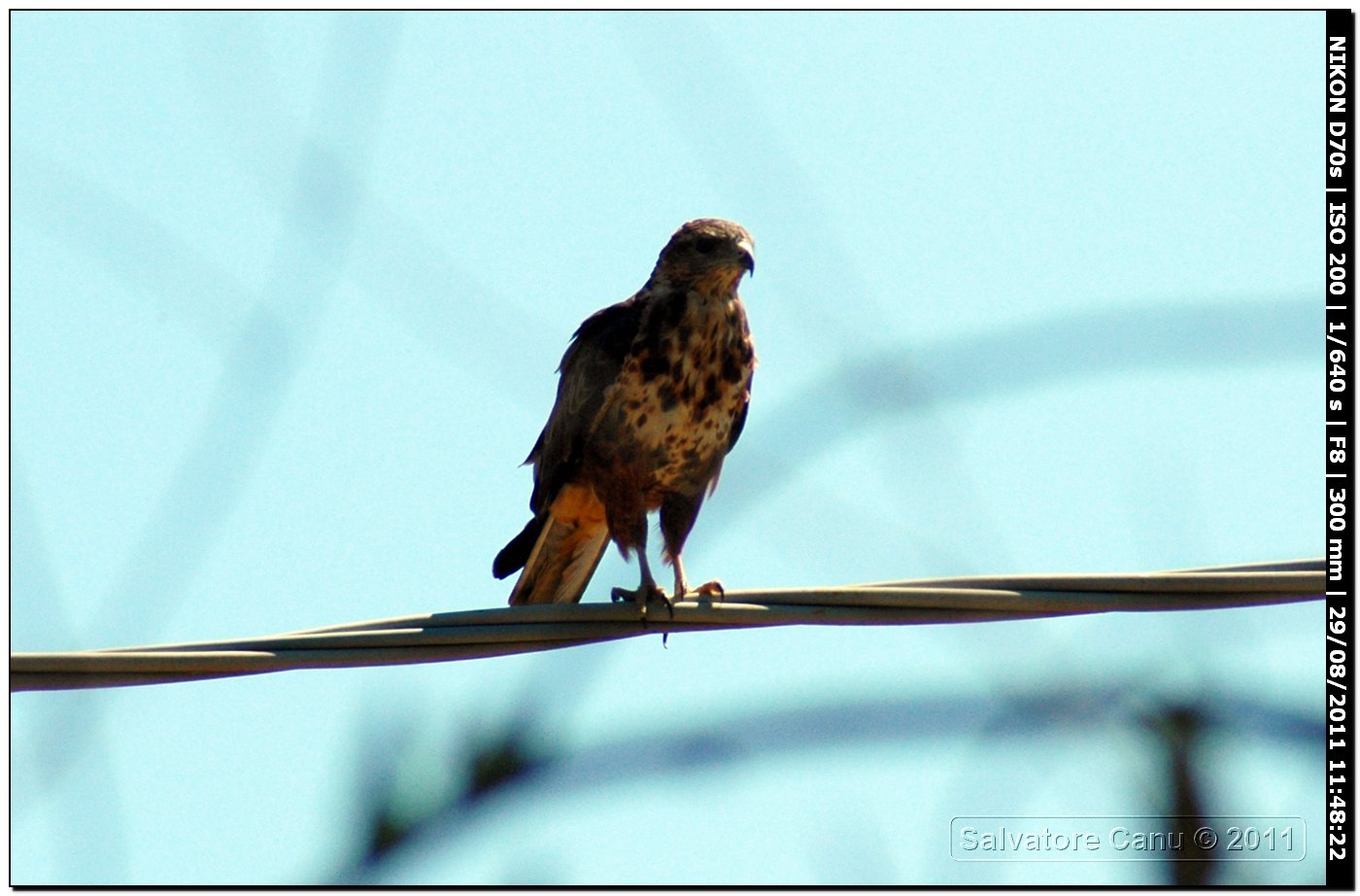 Falco da determinare