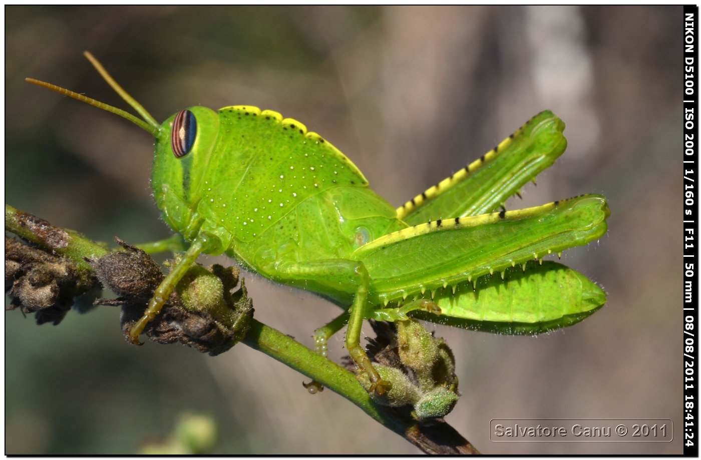 Anacridium aegyptium