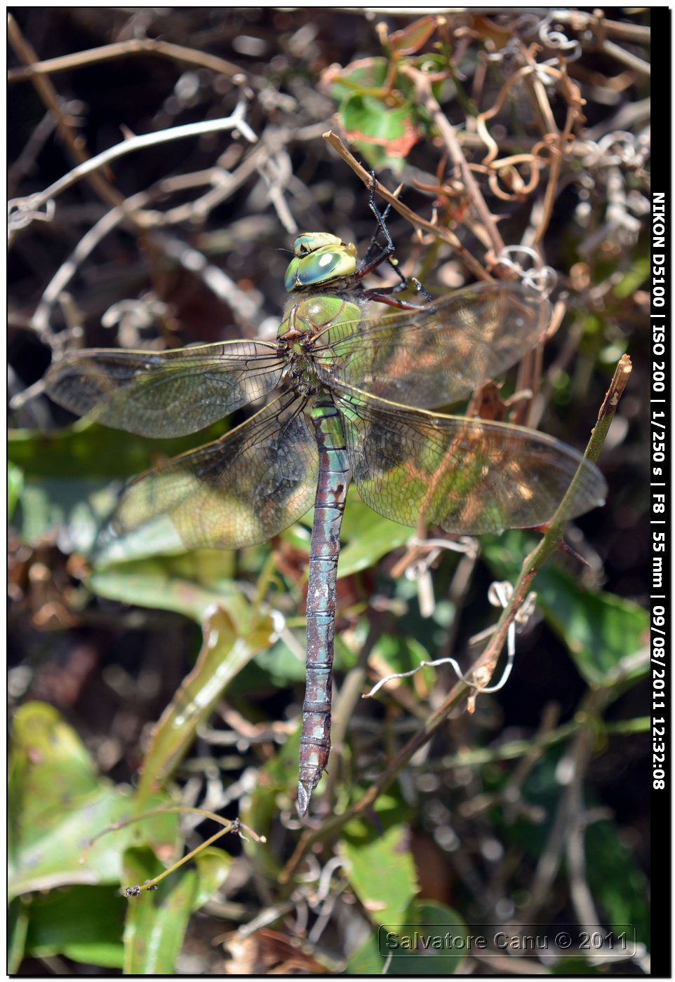 Anax imperator