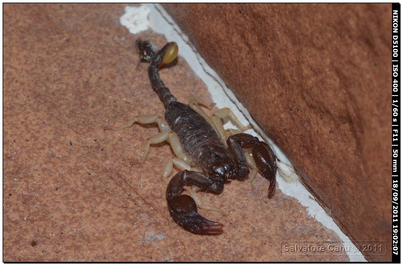 Euscorpius flavicaudis