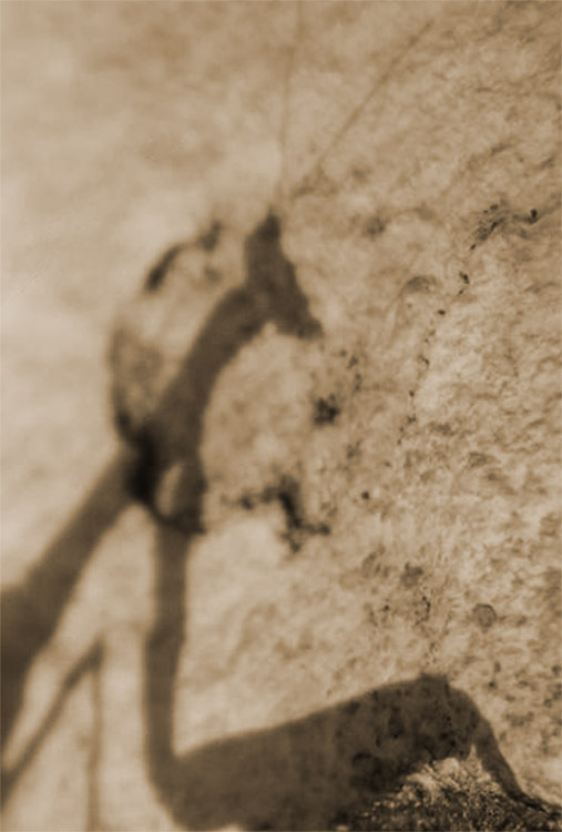 Mantide