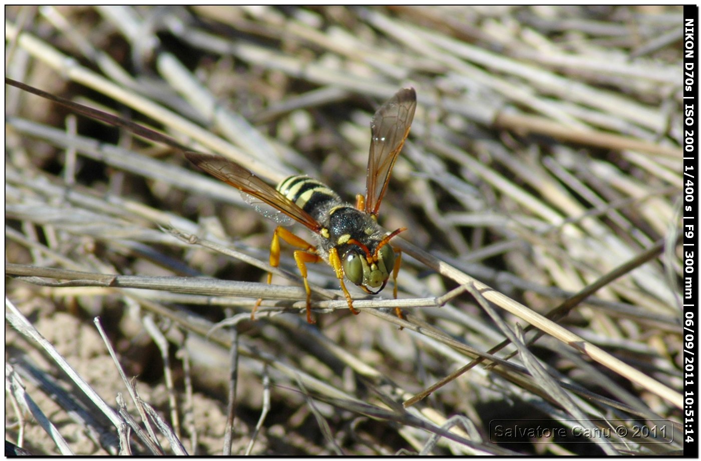 Crabronidae