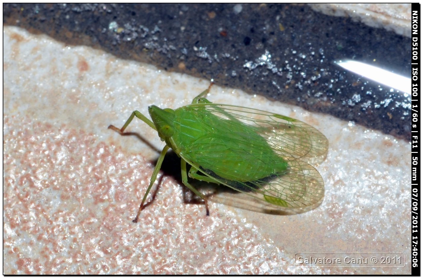 Dictophara europaea