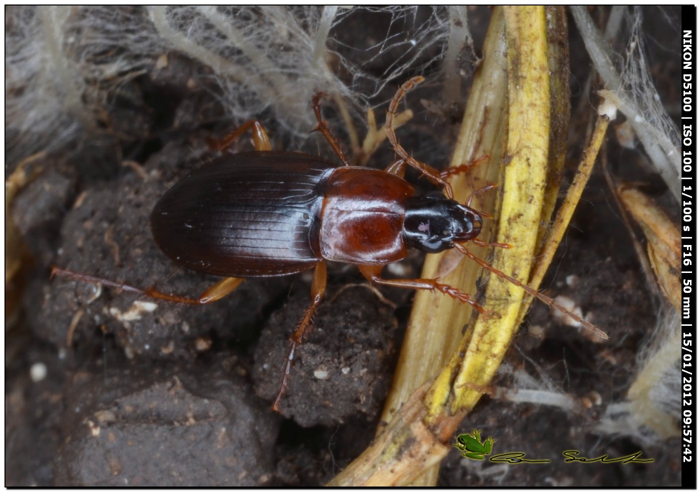 Carabidae, Calathus (Neocalathus) cinctus