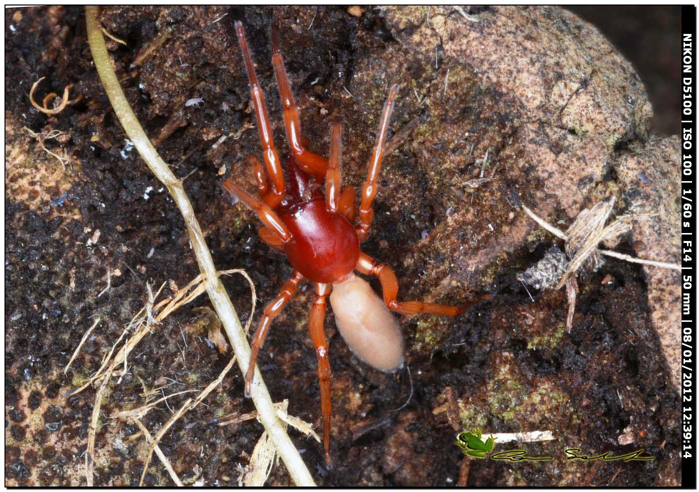 Dysdera sp.