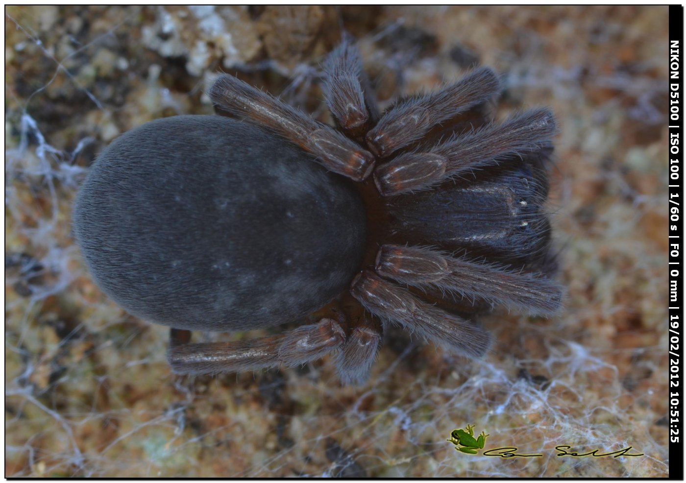 Amaurobius sp.