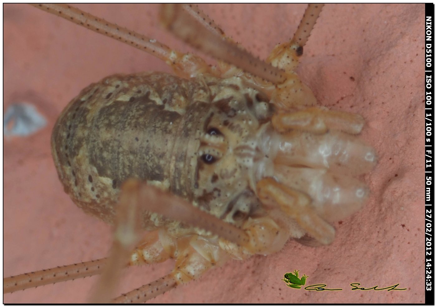 Opilione da Usini 31: Phalangium targionii