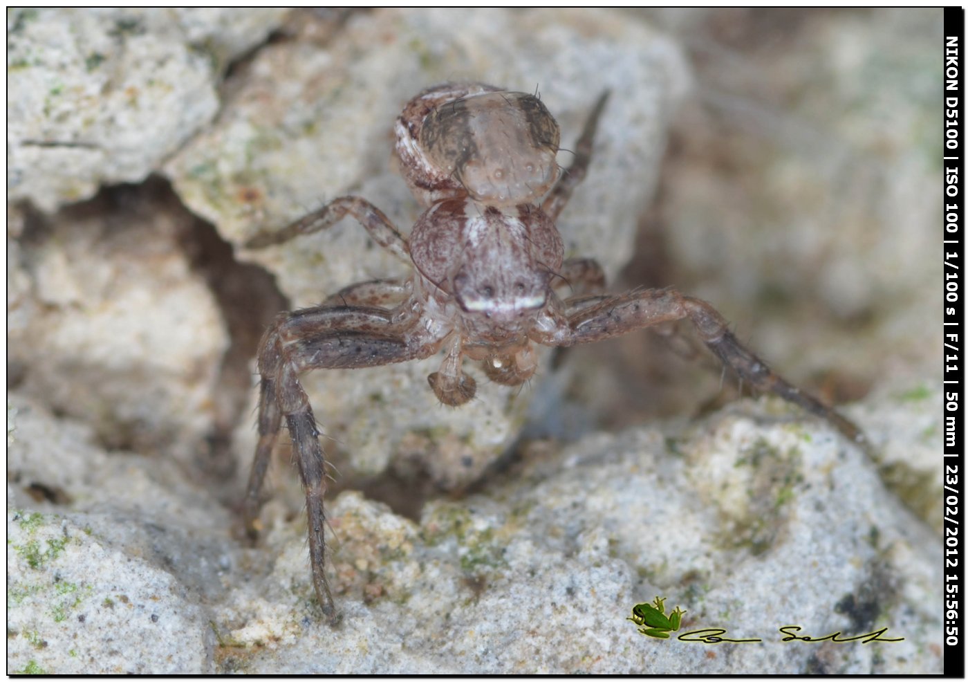 Xysticus sp. documentazione della muta