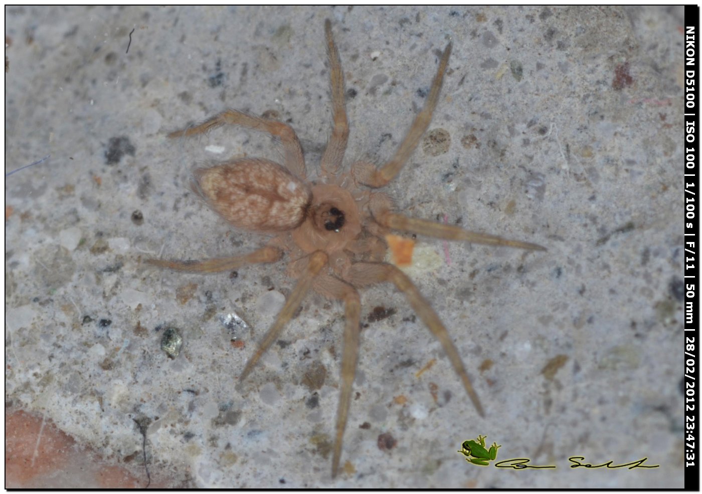 Oecobius sp.