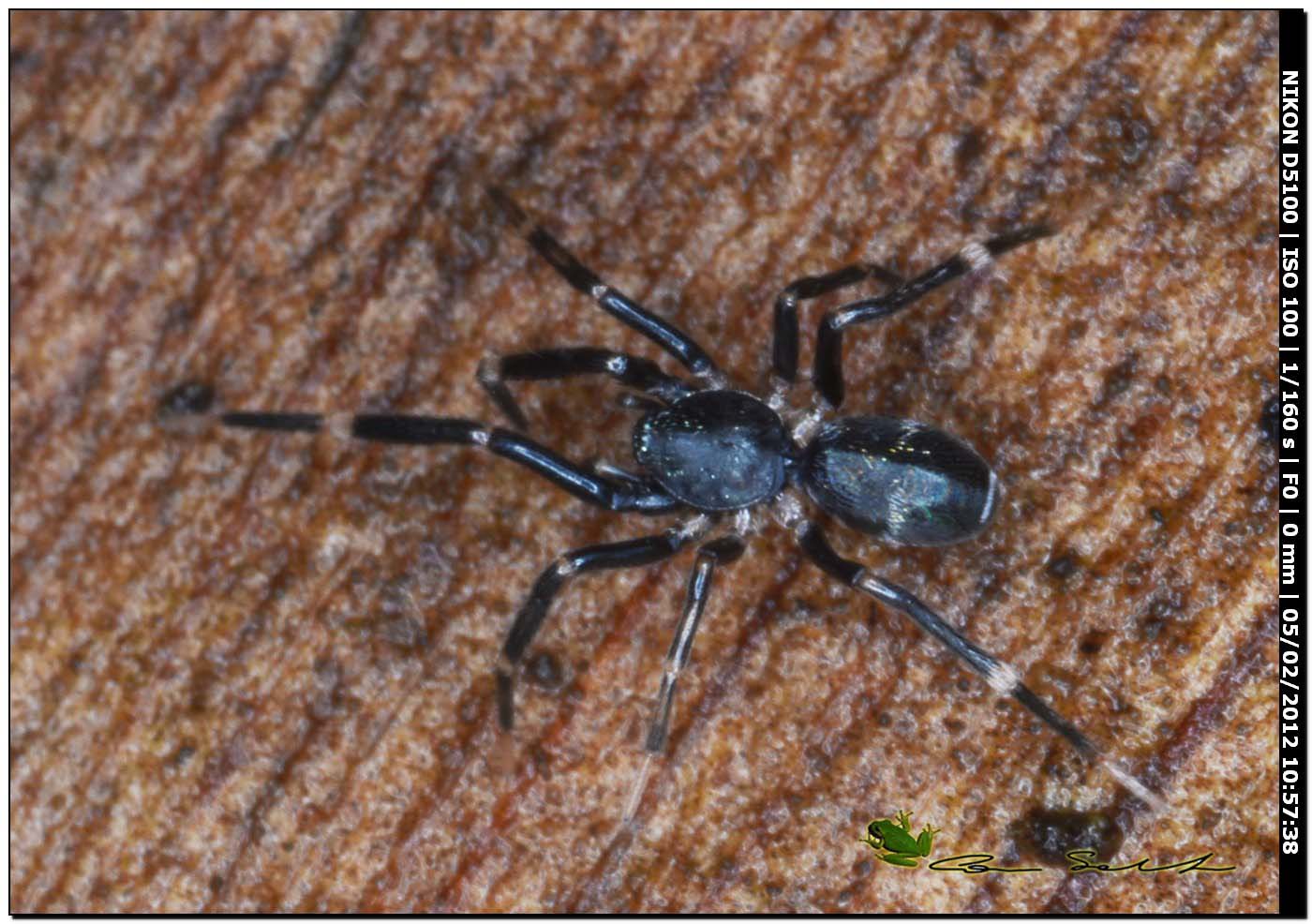 Liophrurillus flavitarsis