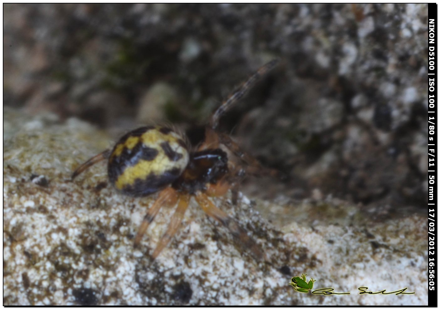 Pochi mm. per  id. da Usini - cf. Neoscona adianta