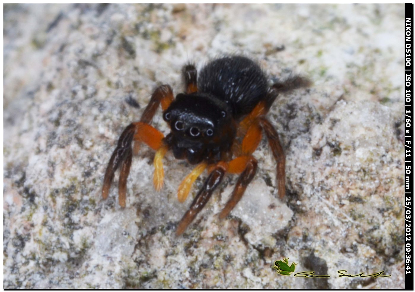Euophrys cf. sulphurea