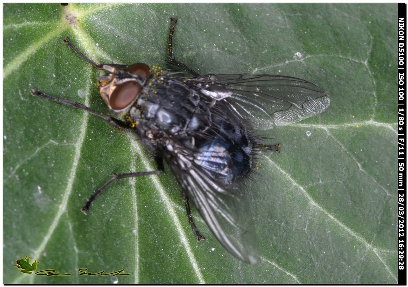 Calliphora vicina da Usini