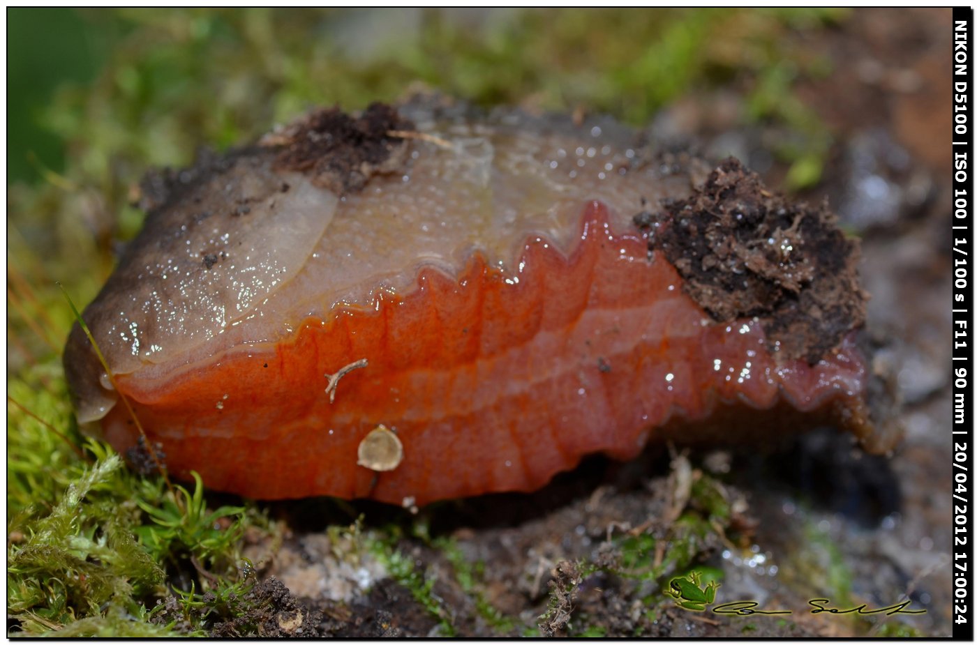 Limax del corsicus-gruppo da Ittiri/Sardegna