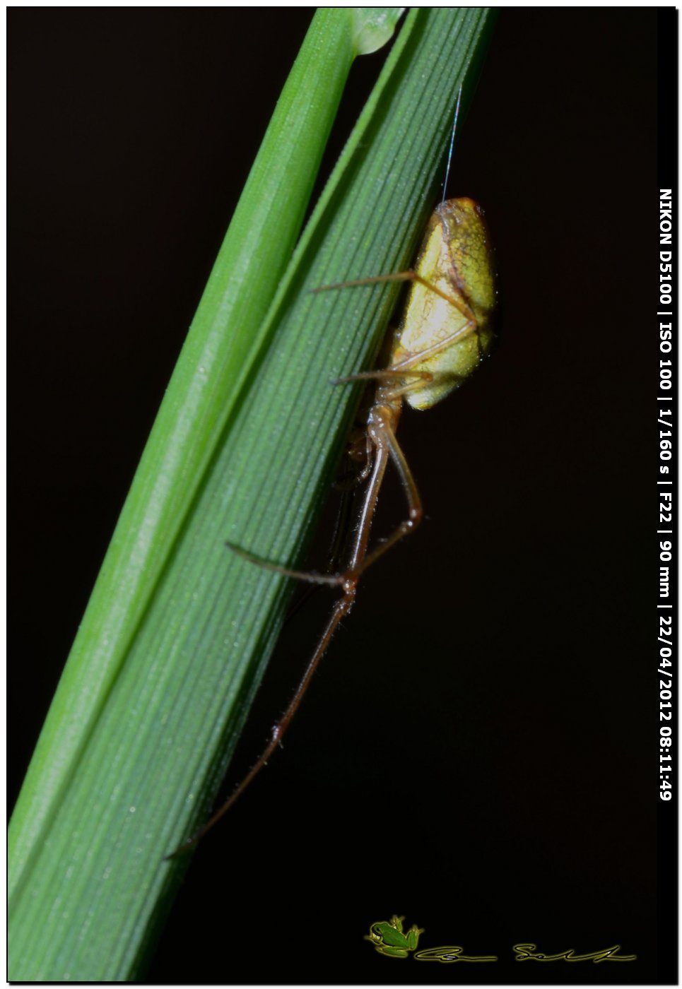 Tetragnathidae