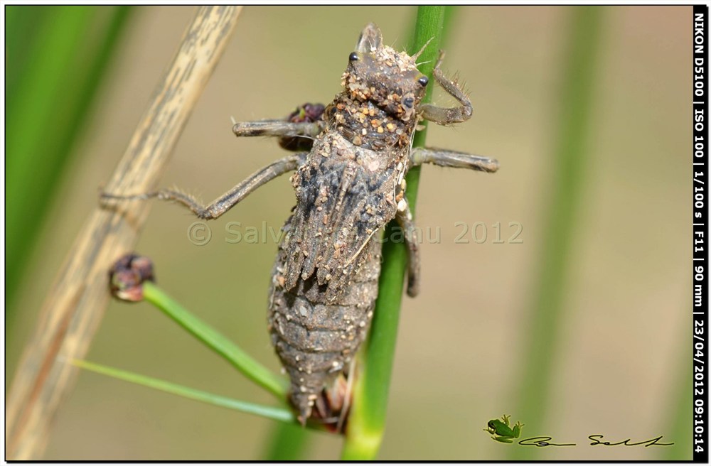 Orthetrum cancellatum, metamorfosi